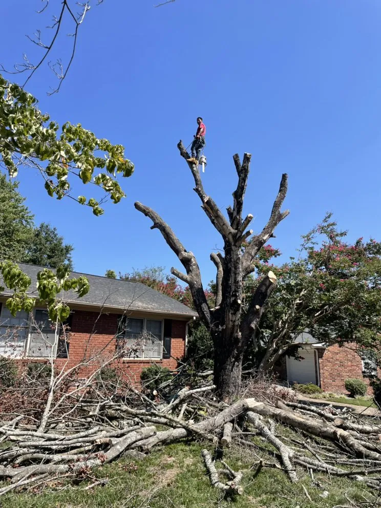 Expert landscape design experts serving Greenville, SC - Mario Tree Service