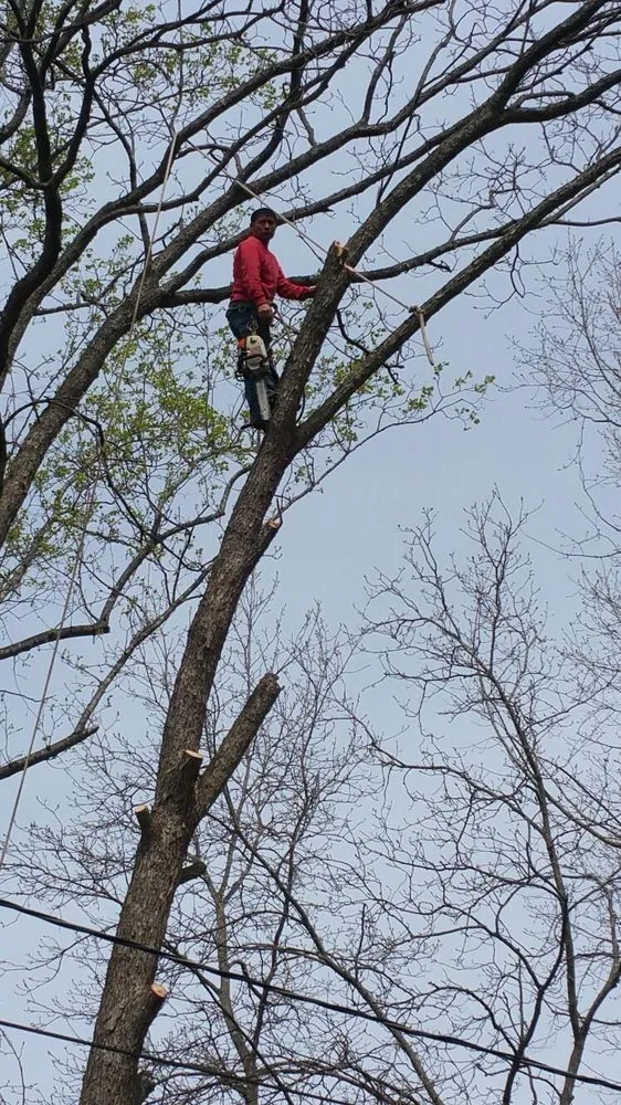 Expert residential landscaping in Greenville, SC - Mario Tree Service