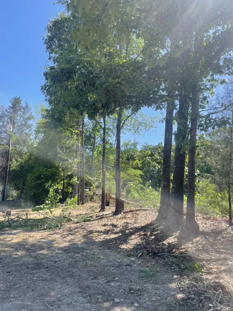 Reliable yard maintenance in Greenville, SC - Mario Tree Service