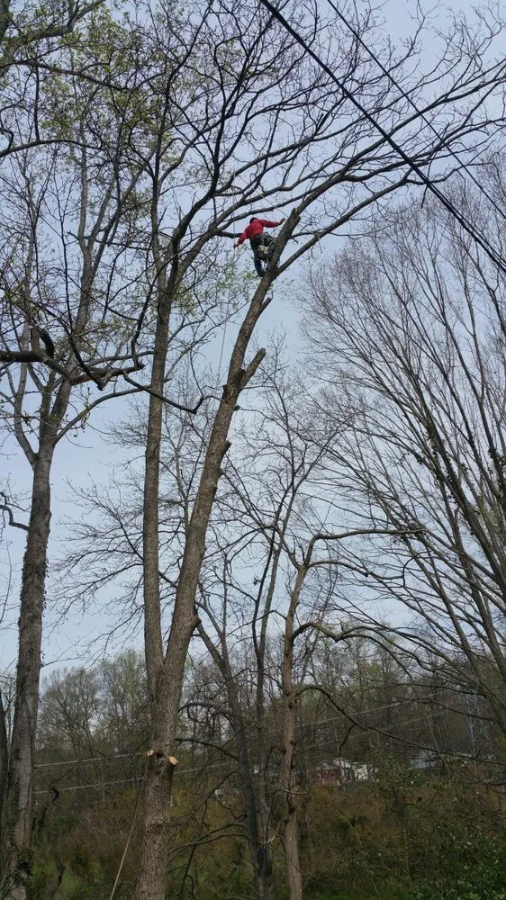 Trusted lawn mowing service for outdoor upgrades across Greenville, SC - Mario Tree Service