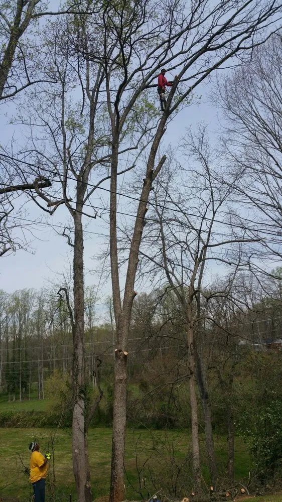 Reliable landscaping services for year-round maintenance across Greenville, SC - Mario Tree Service