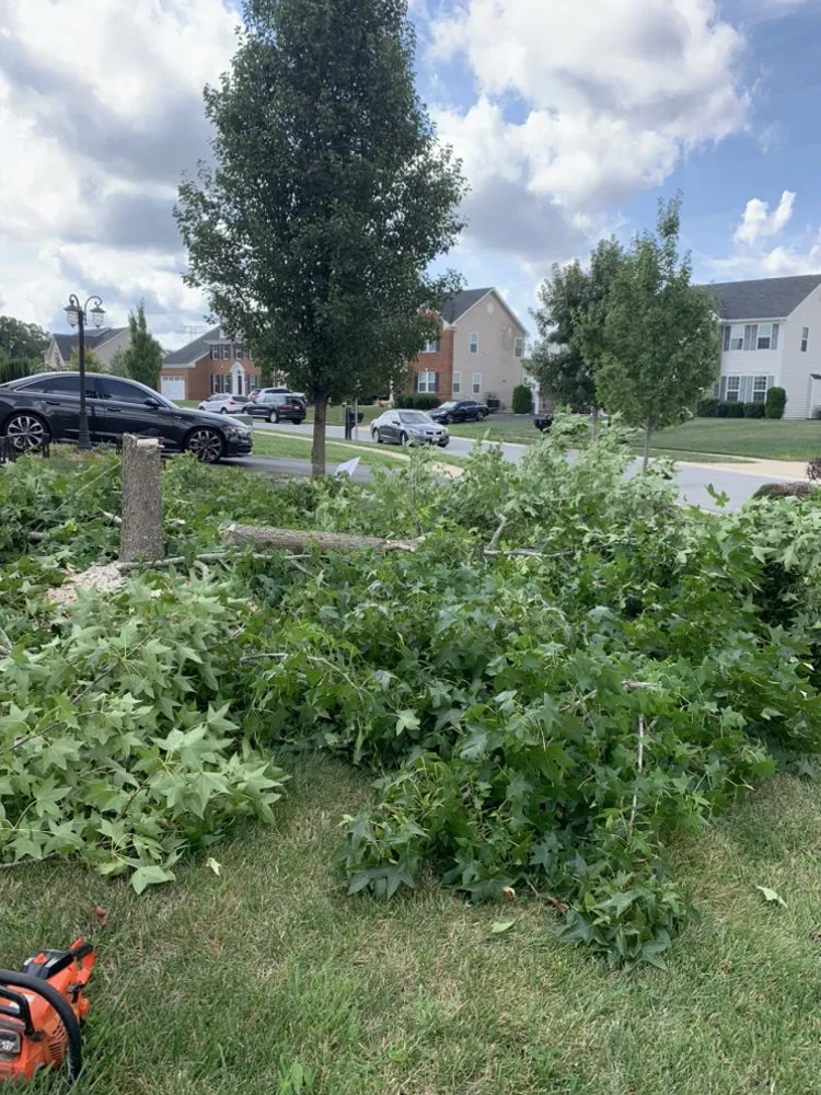 Professional yard maintenance experts serving Hyattsville, MD - Mario&B landscaping