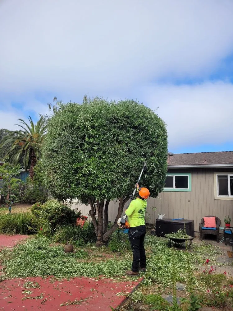 Affordable yard maintenance for year-round maintenance across Santa Cruz, CA - Mario's Gardens