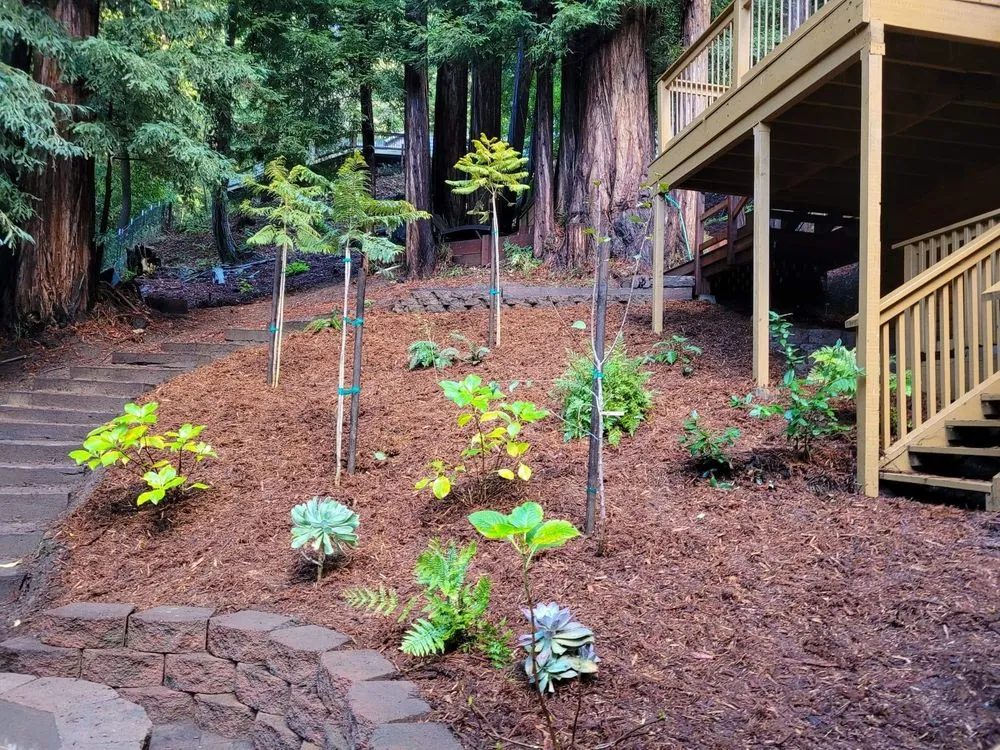 Local lawn care service experts serving Santa Cruz, CA - Mario's Gardens