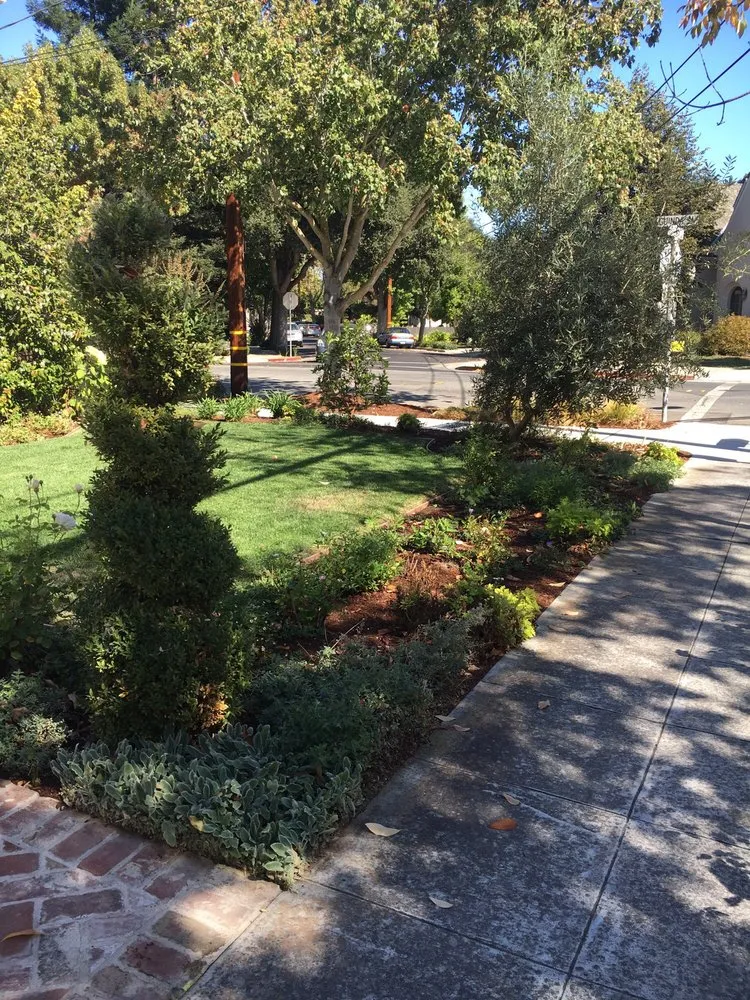 Local yard cleanup service experts serving Sunnyvale, CA - Mario's Landscape And Tree Care