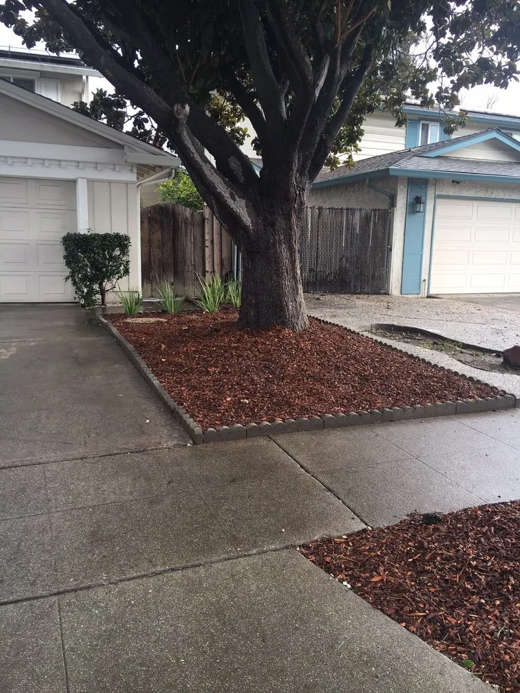 Local yard cleanup service experts serving Sunnyvale, CA - Mario's Landscape And Tree Care