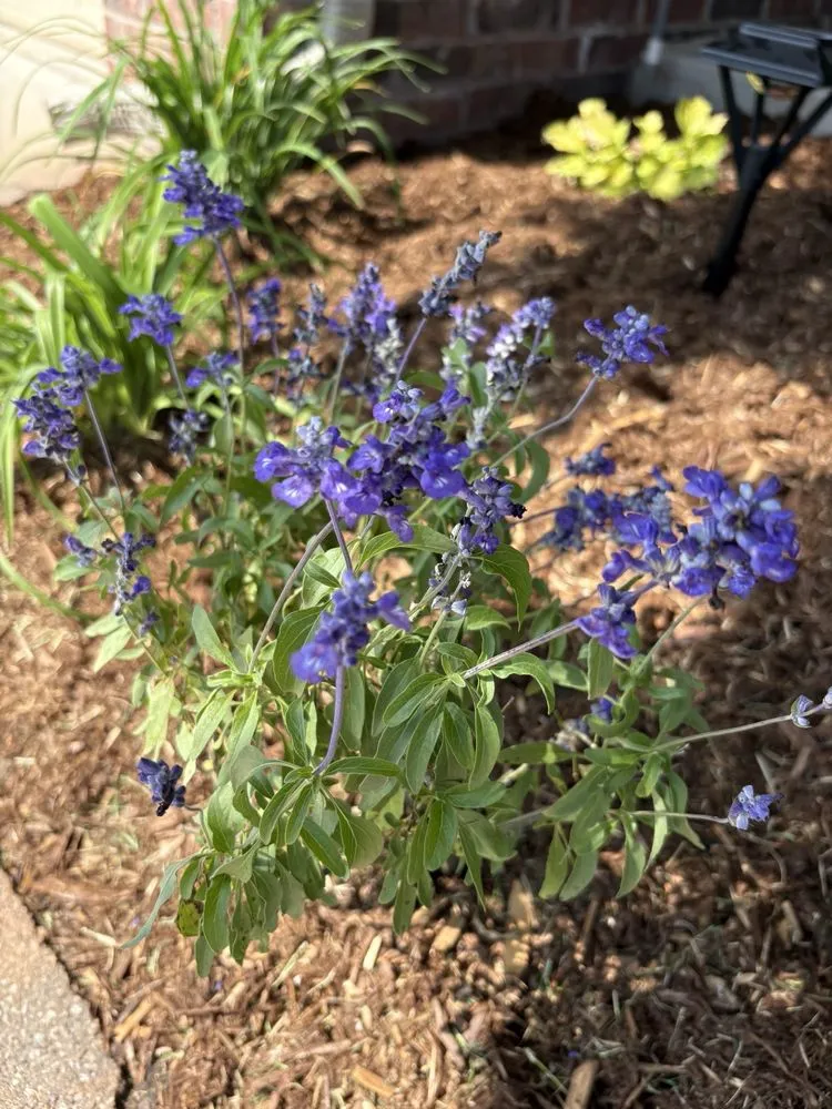 Professional yard cleanup service in Tulsa, OK - Marios Landscaping & More