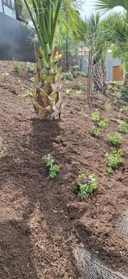 Marios landscaping Logo