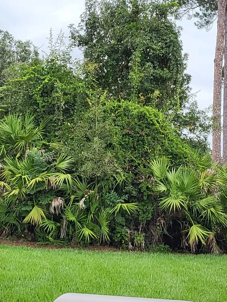 Top-rated yard cleanup service in Jacksonville, FL - Marios Landscaping Jax