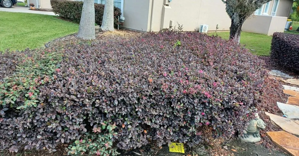 Affordable yard cleanup service for homes in Jacksonville, FL by Marios Landscaping Jax