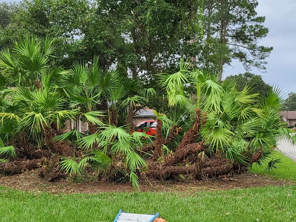 Expert landscape design experts serving Jacksonville, FL - Marios Landscaping Jax