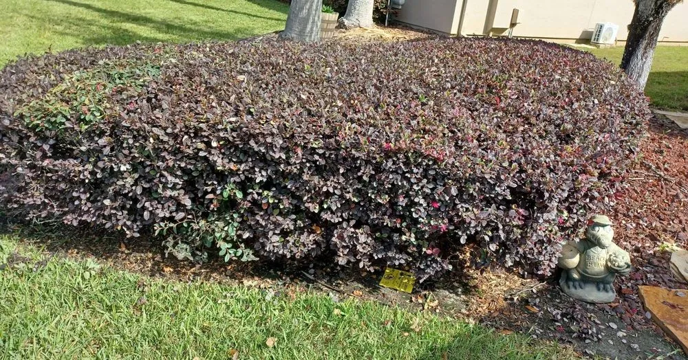 Reliable lawn mowing service experts serving Jacksonville, FL - Marios Landscaping Jax