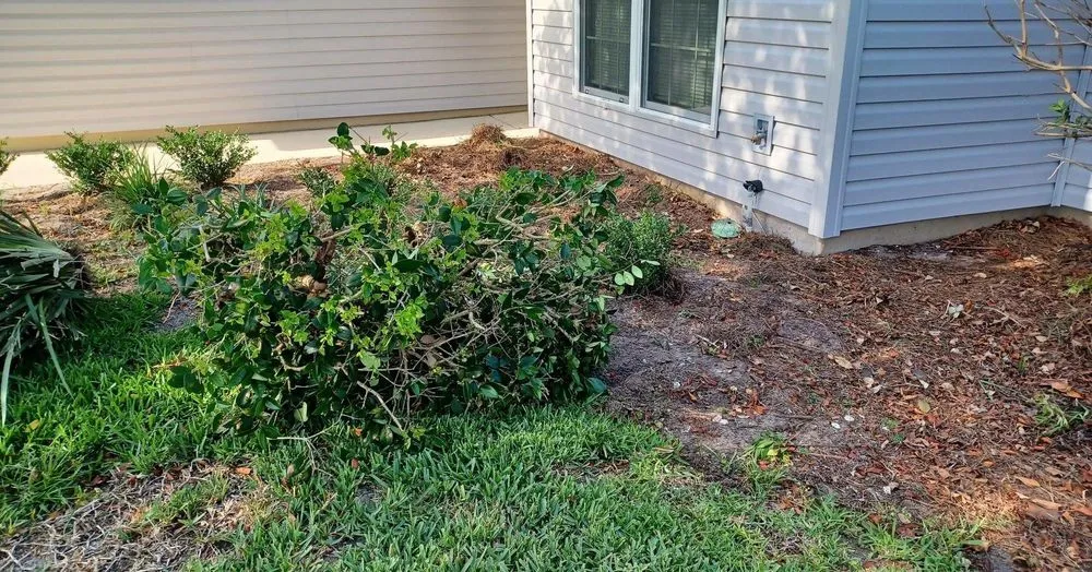 Local yard maintenance in Jacksonville, FL - Marios Landscaping Jax
