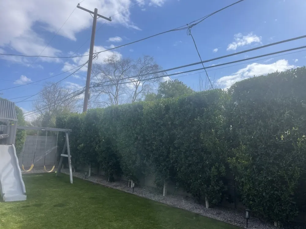 Custom lawn care service for outdoor upgrades across Phoenix, AZ - Mario's Landscaping