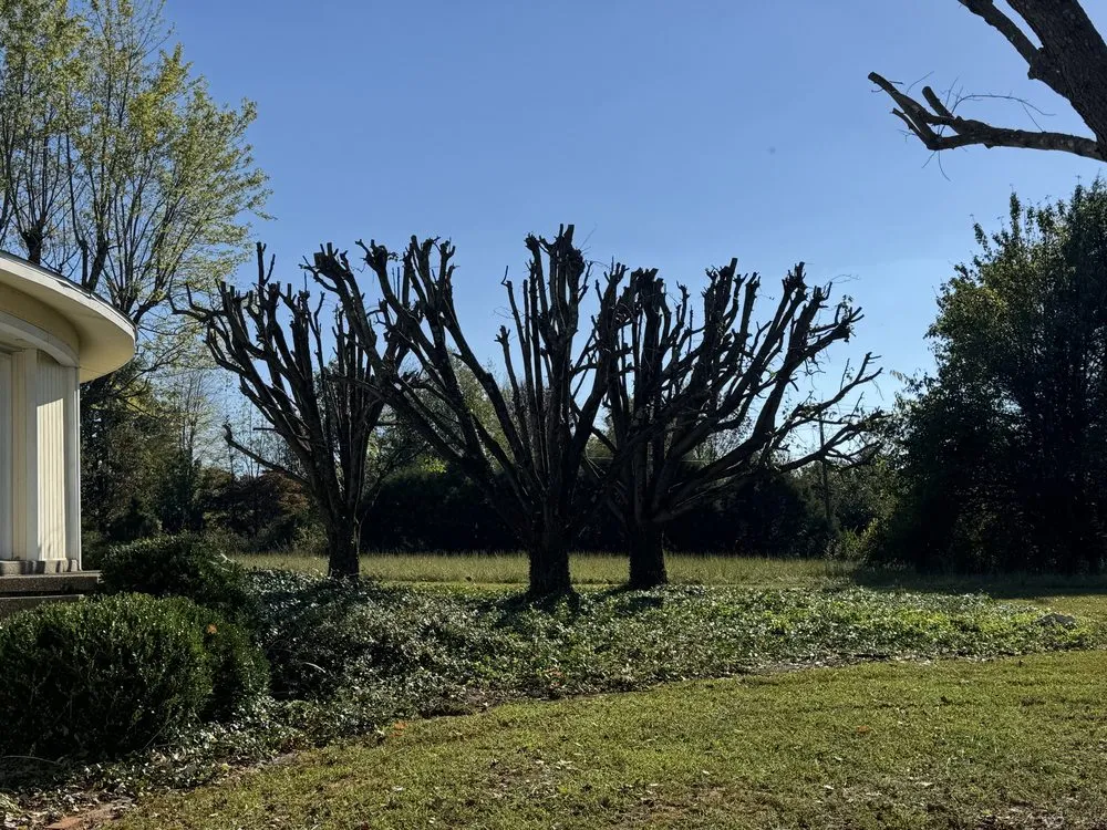 Expert yard cleanup service in Bowling Green, KY - Marios Lawn And Landscaping