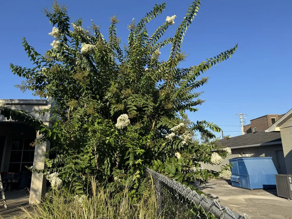 Reliable landscaping services in Bowling Green, KY by Marios Lawn And Landscaping