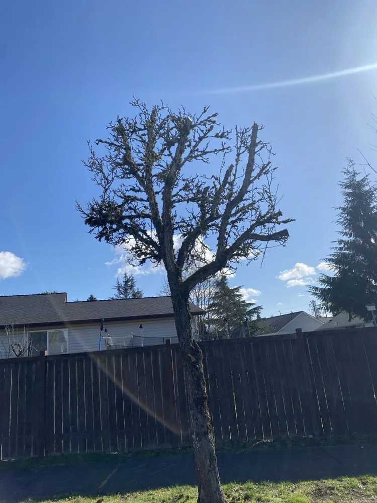 Reliable landscape installation experts serving Arlington, WA - Mario’s Lawn Care and more