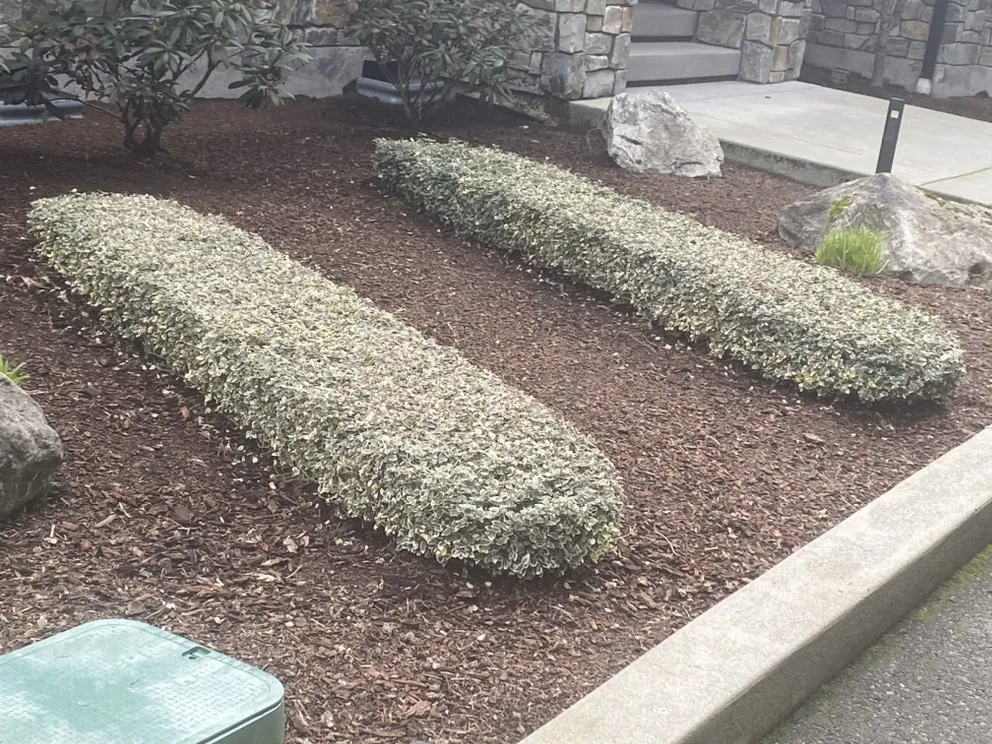 Expert garden landscaping for year-round maintenance in Arlington, WA by Mario’s Lawn Care and more