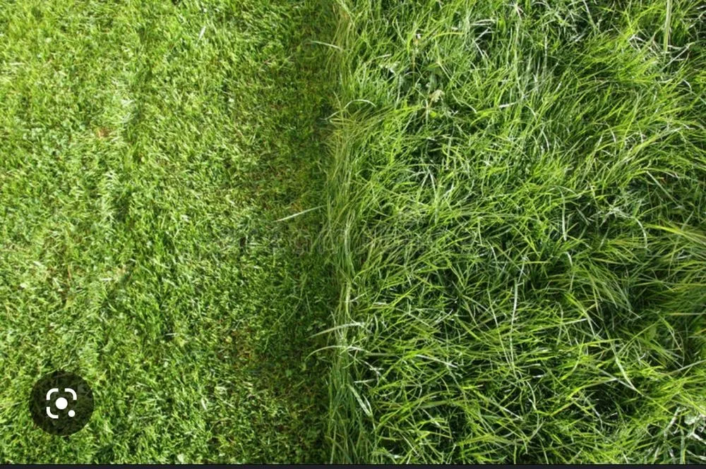 Custom lawn mowing service in Marco Island, FL by Mario's lawn care