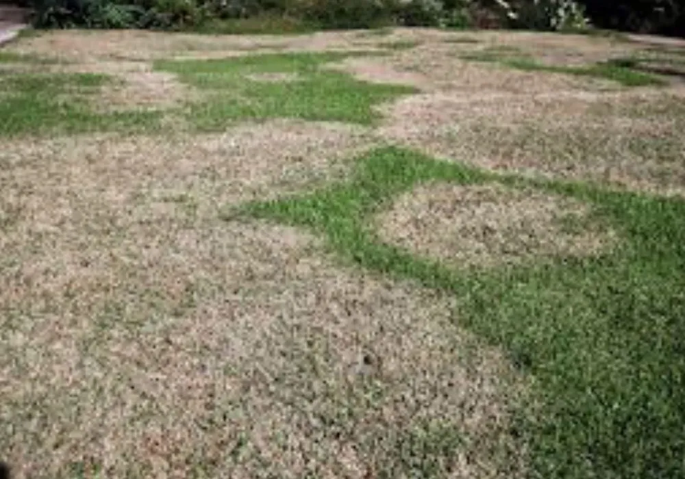 Top-rated landscaping services in Marco Island, FL by Mario's lawn care