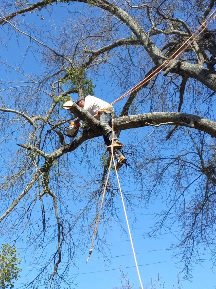 Trusted yard maintenance for beautiful yards across Henderson, TX - Mario's Lawn Care Services