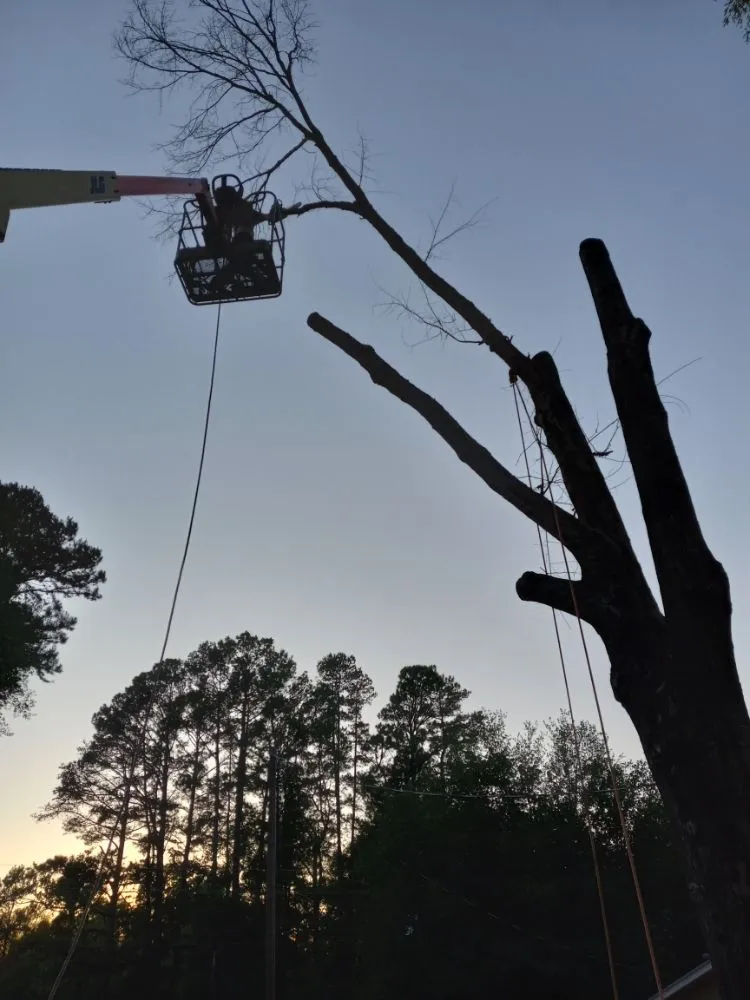 Top-rated yard maintenance for year-round maintenance in Henderson, TX by Mario's Lawn Care Services