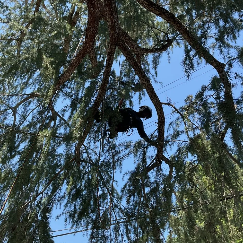 Top-rated landscape design in Bakersfield, CA - Mario's Tree Care