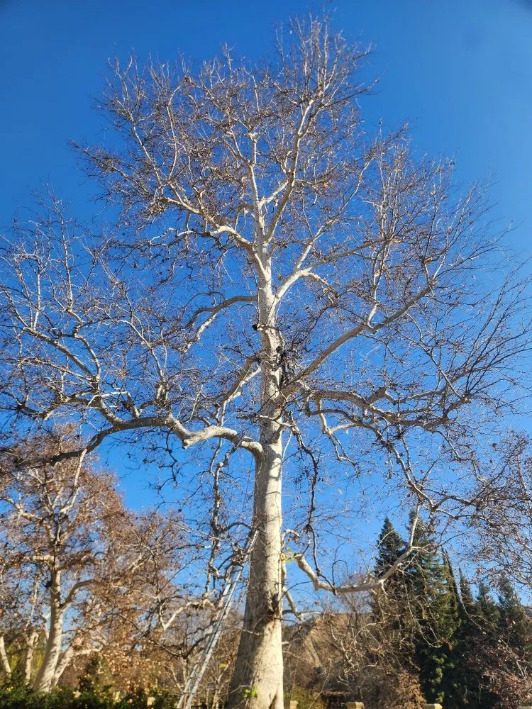Custom landscaping services in Bakersfield, CA - Mario's Tree Care