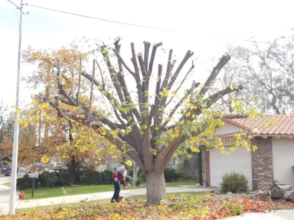 Top-rated landscaping services experts serving Bakersfield, CA - Mario's Tree Care