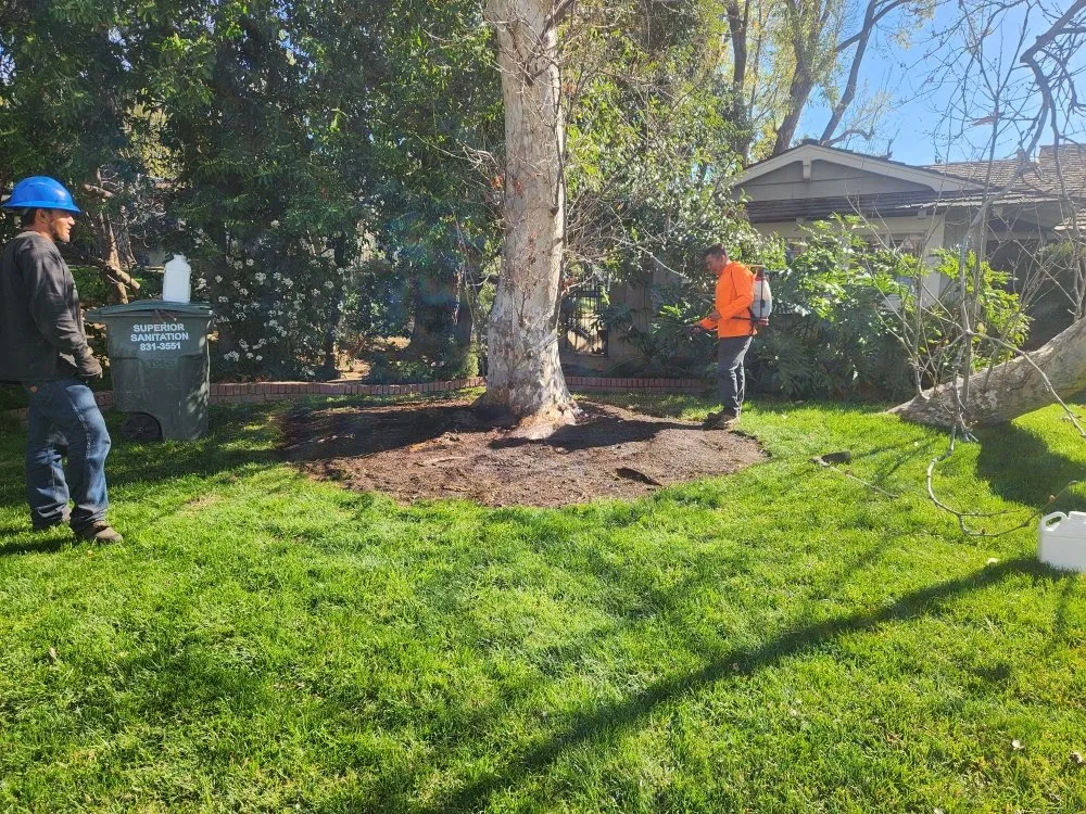 Reliable yard cleanup service in Bakersfield, CA - Mario's Tree Care