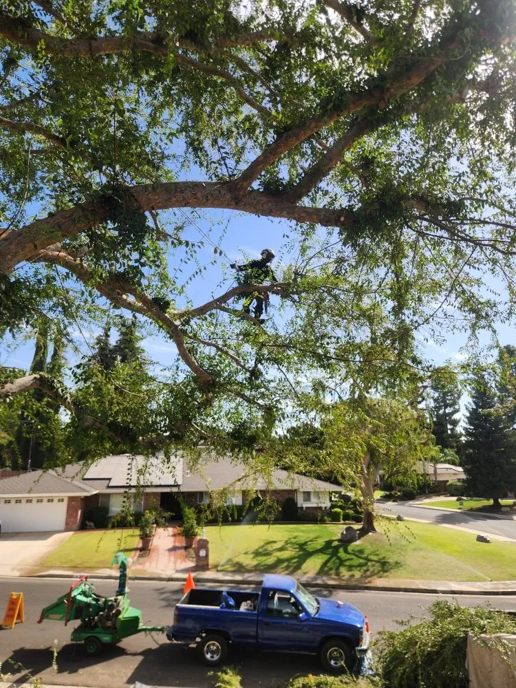 Affordable landscaping services with custom design in Bakersfield, CA by Mario's Tree Care