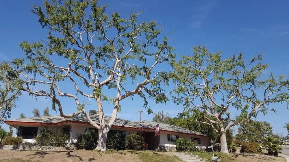 Affordable yard cleanup service experts serving Bakersfield, CA - Mario's Tree Care