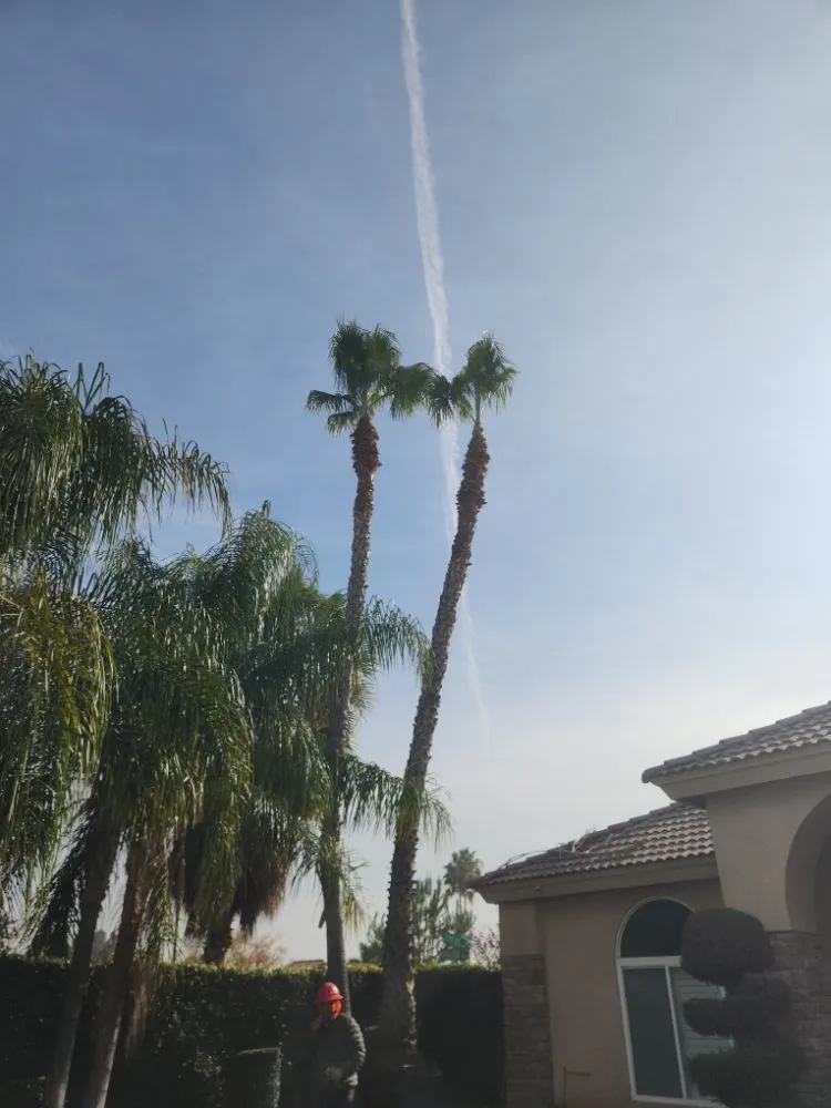 Reliable residential landscaping with custom design across Bakersfield, CA - Mario's Tree Care