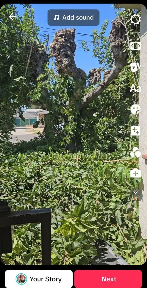 Reliable outdoor landscaping experts serving Bakersfield, CA - Mario's Tree Care