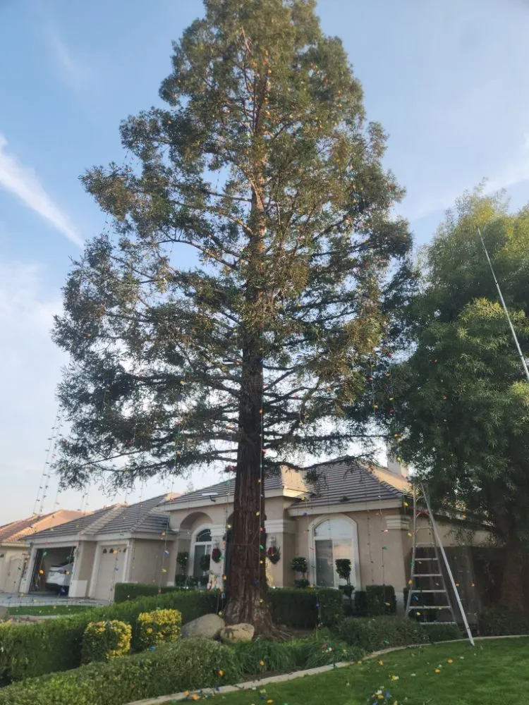 Local yard cleanup service for outdoor upgrades in Bakersfield, CA by Mario's Tree Care