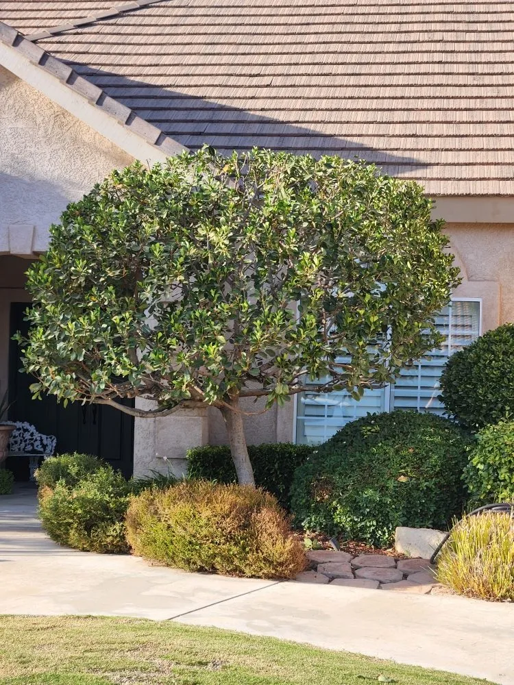 Affordable landscape installation for year-round maintenance in Bakersfield, CA by Mario's Tree Care