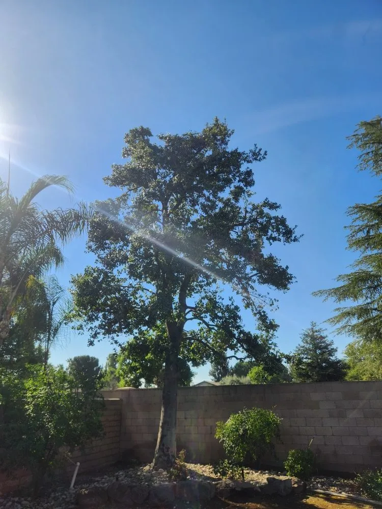 Expert residential landscaping in Bakersfield, CA - Mario's Tree Care