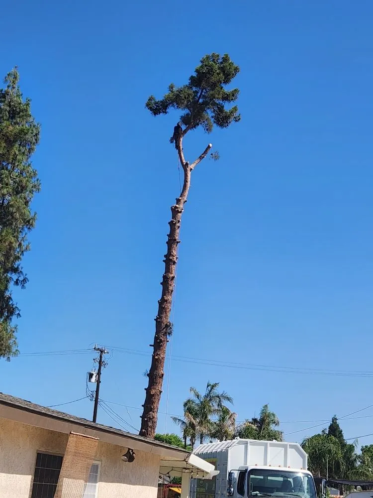 Professional yard cleanup service in Bakersfield, CA by Mario's Tree Care