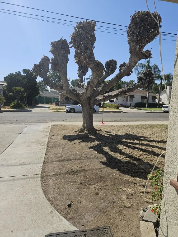 Reliable yard maintenance for year-round maintenance across Bakersfield, CA - Mario's Tree Care