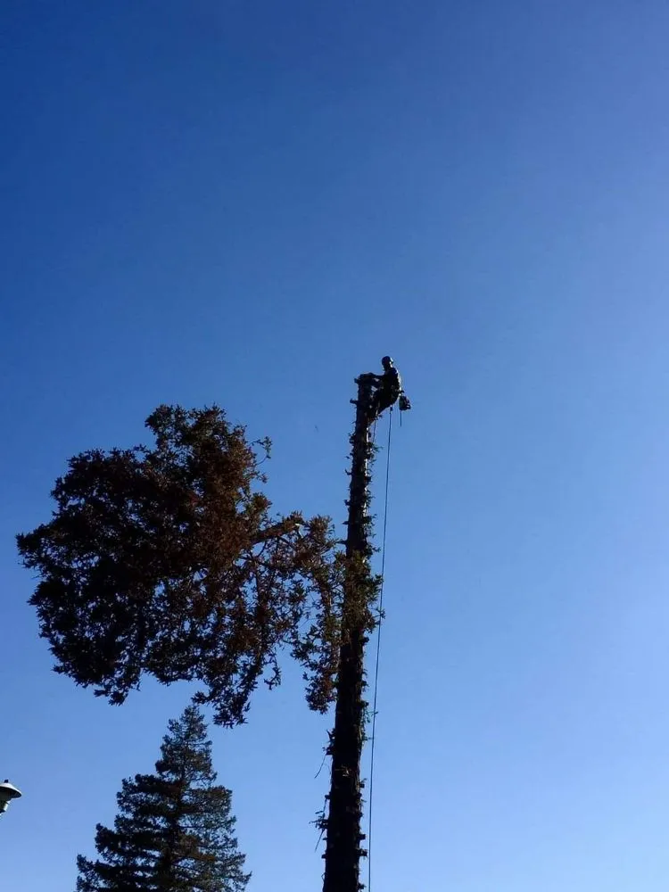 Top-rated residential landscaping experts serving Bakersfield, CA - Mario's Tree Care