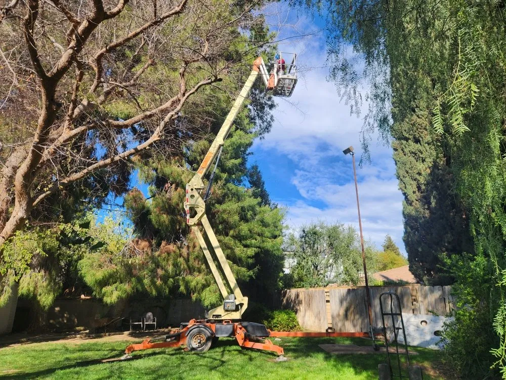 Professional garden landscaping in Bakersfield, CA - Mario's Tree Care