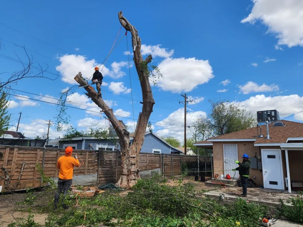 Expert landscape installation for homes across Bakersfield, CA - Mario's Tree Care