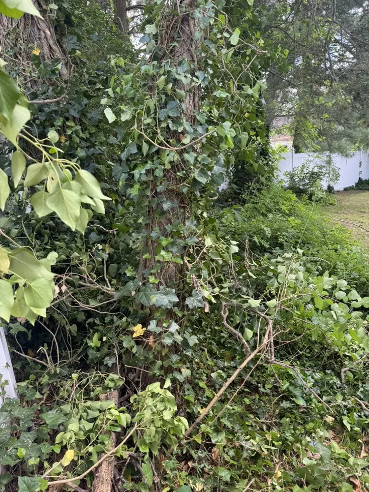 Local landscape installation with custom design in Riverside, NJ by Mario's True Landscaping Services