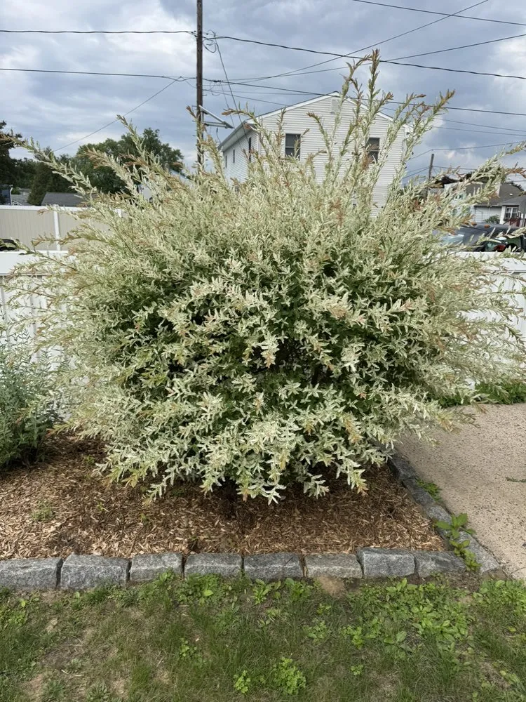 Custom landscaping services in Riverside, NJ - Mario's True Landscaping Services