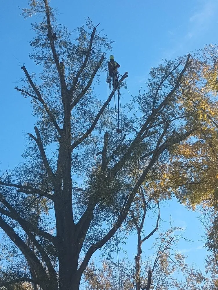 Expert residential landscaping in Riverside, NJ by Mario's True Landscaping Services