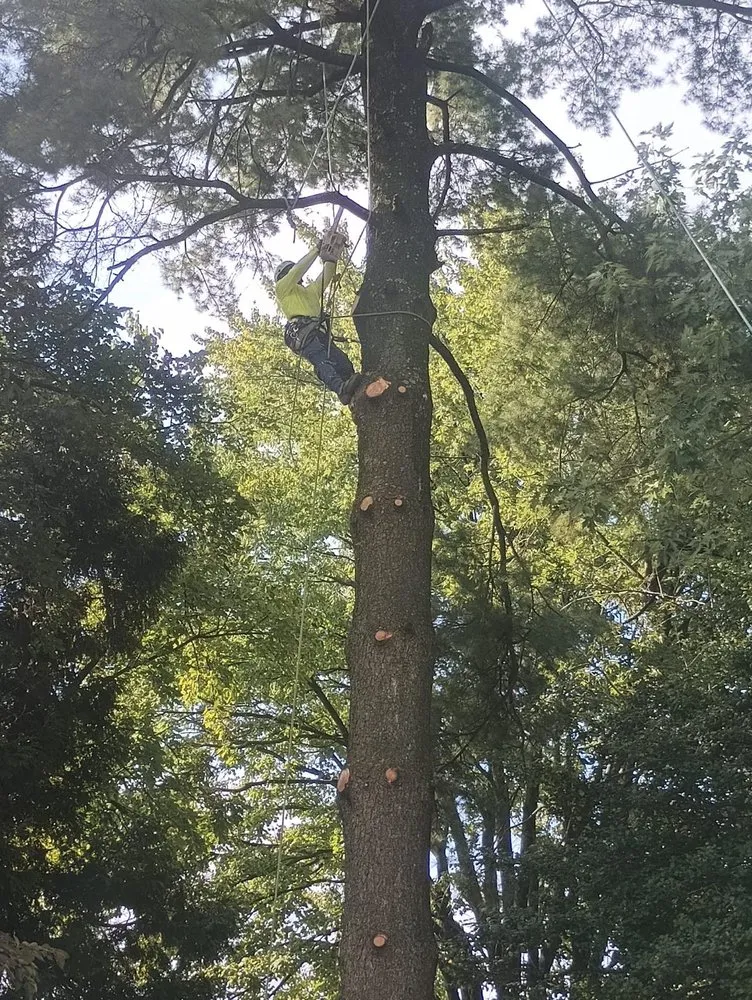 Reliable lawn care service for beautiful yards in Riverside, NJ by Mario's True Landscaping Services