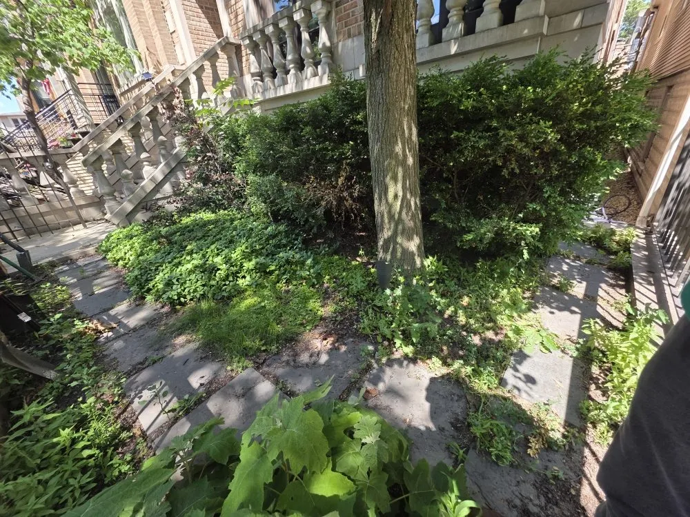 Local yard cleanup service in Chicago, IL by Marioscape