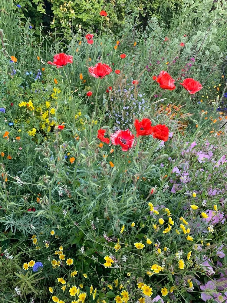 Top-rated yard maintenance in Berkeley, CA - Mariposa Gardening & Design