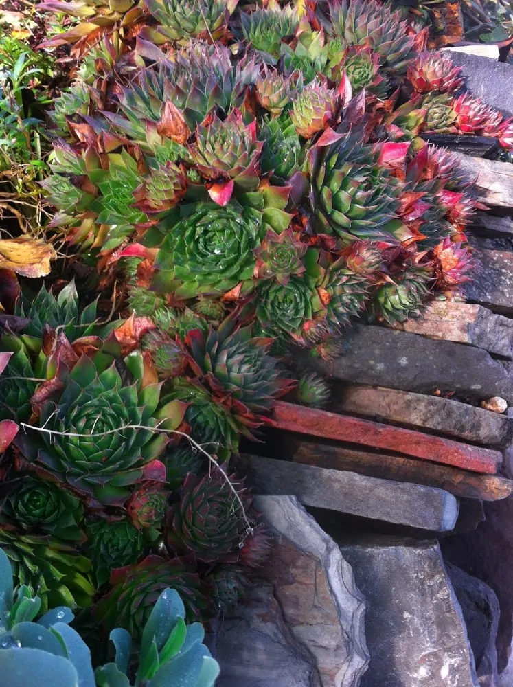 Top-rated landscape design experts serving Berkeley, CA - Mariposa Gardening & Design