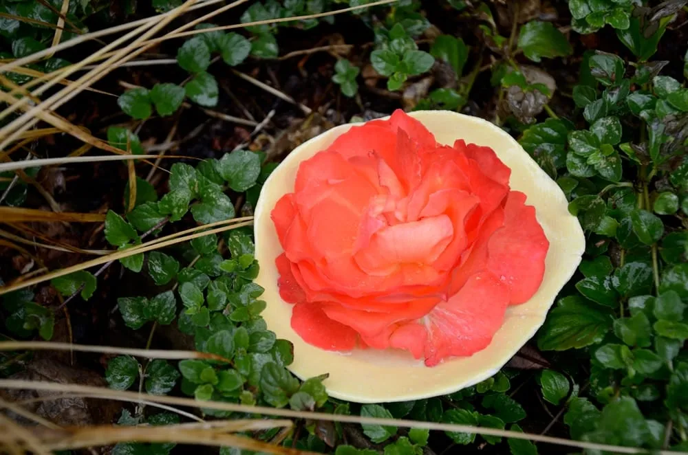 Reliable yard maintenance for homes in Berkeley, CA by Mariposa Gardening & Design